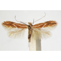 /filer/webapps/moths_gc/media/images/C/corylifoliella_Phyllonorycter_A_ZSM_9.jpg