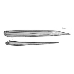 /filer/webapps/moths_gc/media/images/P/pyrochroma_Cuphodes_wing-venation_ANIC.jpg