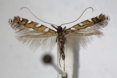 Sauterina hofmanniella