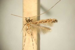 Oligoneurina ficicola