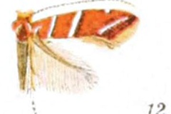 Cameraria hamameliella