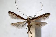 Acrocercops scriptulata