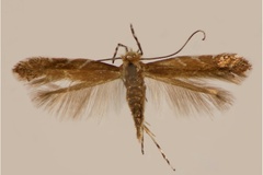 Cremastobombycia lantanella