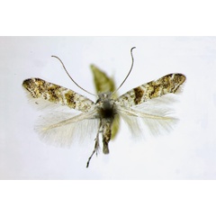 /filer/webapps/moths_gc/media/images/H/hamadryadella_Cameraria_AF_Landry.jpg