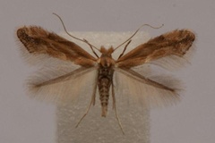 Phyllonorycter viminiella