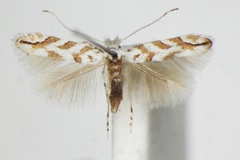 Phyllonorycter comparella
