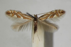 Phyllonorycter sorbi