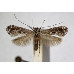 /filer/webapps/moths_gc/media/images/F/finitimella_Parornix_A_ZSM_4.jpg