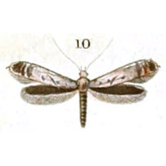 /filer/webapps/moths_gc/media/images/N/nigroscriptella_Gracillaria_HT_Duponchel_89-10.jpg