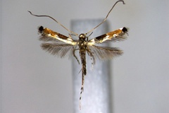 Chrysocercops melastigmata
