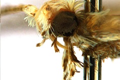Polydema virgula