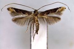Callicercops yakusimensis