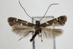 Calybites trimaculata