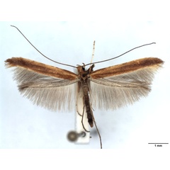 /filer/webapps/moths_gc/media/images/B/betulicola_Caloptilia_A_WJDP.jpg