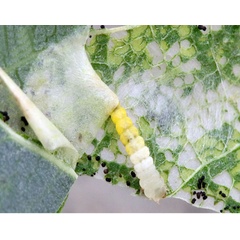 /filer/webapps/moths_gc/media/images/P/populifoliella_Phyllonorycter_larva_Shashank-et-al_2021_441.jpg