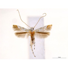 /filer/webapps/moths_gc/media/images/N/niphadias_Cuphodes_31-085592_ANIC.jpg