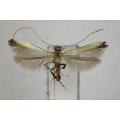 /filer/webapps/moths_gc/media/images/C/camphorae_Caloptilia_PT_ZSM.jpg