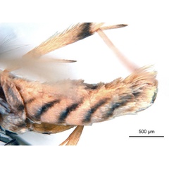 /filer/webapps/moths_gc/media/images/B/breyniphaga_Epicephala_PT2_abdomen_ANIC.jpg