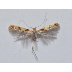 /filer/webapps/moths_gc/media/images/H/honoratella_Caloptilia_A_Wullaert_2019_39.jpg