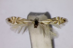 Phyllonorycter heegeriella