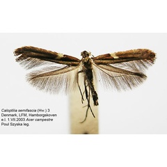 /filer/webapps/moths_gc/media/images/S/semifascia_Caloptilia_A_WJDP_03.jpg