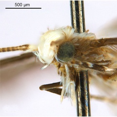 /filer/webapps/moths_gc/media/images/B/breynella_Diphtheroptila_PT1_head2_ANIC.jpg