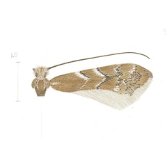 /filer/webapps/moths_gc/media/images/L/lantanella_Cremastobombycia_HT_USNM.jpg