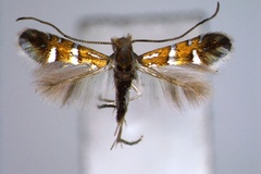 Phyllonorycter pygmaea