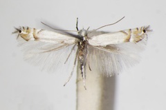 Phyllocnistis labyrinthella