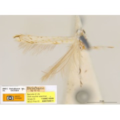 /filer/webapps/moths_gc/media/images/H/habrophanes_Cuphodes_PL2_ANIC.jpg