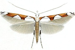 Monocercops resplendens