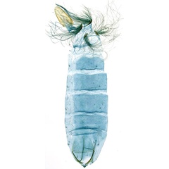 /filer/webapps/moths_gc/media/images/P/philippa_Epicephala_PT3_GM_abdomen_ANIC.jpg