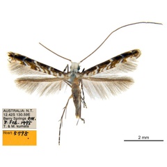 /filer/webapps/moths_gc/media/images/B/breynella_Diphtheroptila_PT1_ANIC.jpg