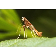 /filer/webapps/moths_gc/media/images/H/hemidactylella_Caloptilia_RV_03.jpg