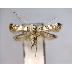 /filer/webapps/moths_gc/media/images/P/parthenocissi_Spulerina_PT_EIHU.jpg