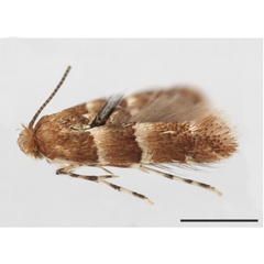 /filer/webapps/moths_gc/media/images/S/stigmaphyllae_Phyllonorycter_HT_USNM.jpg