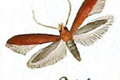 Caloptilia rufipennella