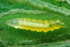 Phyllocnistis ourea