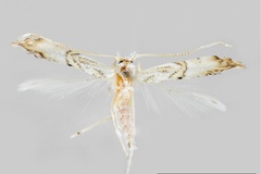 Phyllocnistis meliacella