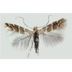 /filer/webapps/moths_gc/media/images/O/ohridella_Cameraria_A_Musolin_etal_27.jpg