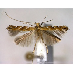 /filer/webapps/moths_gc/media/images/T/tacita_Acrocercops_A_EIHU.jpg