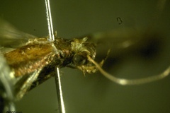 Caloptilia camaronae
