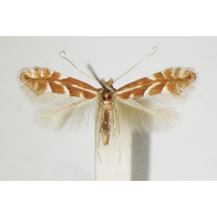 /filer/webapps/moths_gc/media/images/M/monspessulanella_Phyllonorycter_A_ZSM_4.jpg