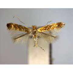 /filer/webapps/moths_gc/media/images/D/drepanota_Phyllonorycter_A_EIHU.jpg