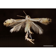 /filer/webapps/moths_gc/media/images/C/citrella_Phyllocnistis_A_Katona_etal_2020_117.jpg