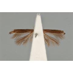 /filer/webapps/moths_gc/media/images/L/leptalea_Acrocercops_ST_ANIC31-087274_ventral.jpg
