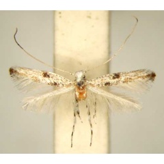 /filer/webapps/moths_gc/media/images/D/diospyri_Cuphodes_HT_TMSA6315.jpg