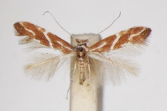 Phyllonorycter millierella