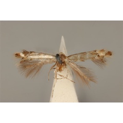 /filer/webapps/moths_gc/media/images/E/enchalcoa_Phyllonorycter_ST_ANIC31-053610_dorsal.jpg