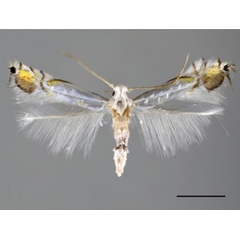 /filer/webapps/moths_gc/media/images/I/indistincta_Phyllocnistis_A_OPU.jpg